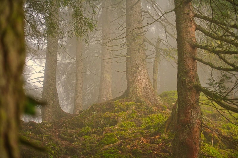 Forest Serenades